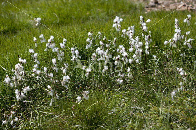 Breed wollegras (Eriophorum latifolium)
