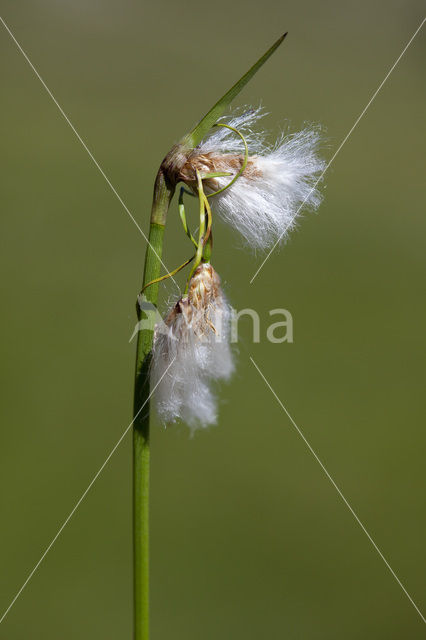 Broad-leaved Cottongrass (Eriophorum latifolium)