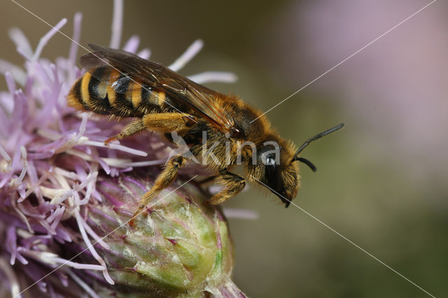 Breedbandgroefbij (Halictus scabiosae)