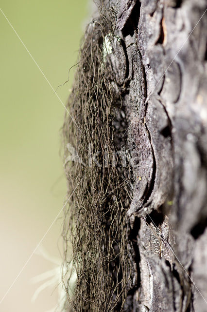 Pale-footed horsehair lichen (Bryoria fuscescens)