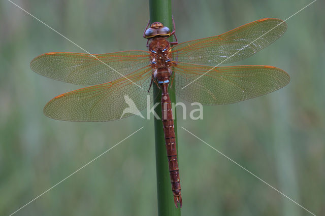 Bruine glazenmaker (Aeshna grandis)