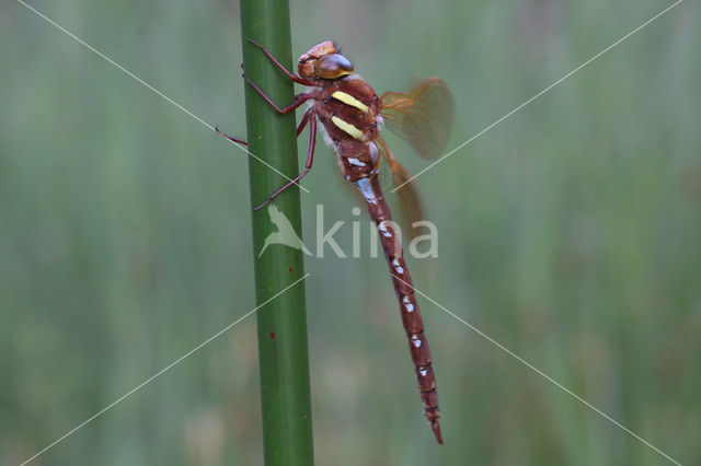 Brown Hawker (Aeshna grandis)