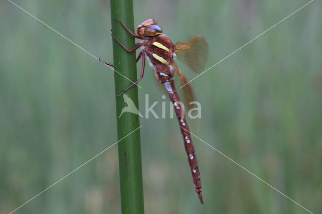 Bruine glazenmaker (Aeshna grandis)