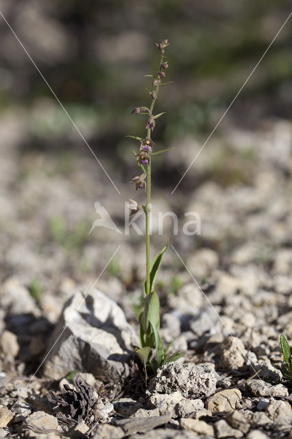 Dark-red Helleborine (Epipactis atrorubens)