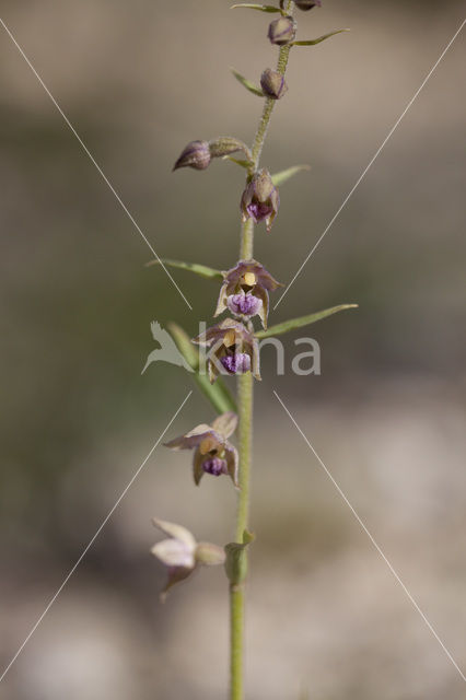 Dark-red Helleborine (Epipactis atrorubens)