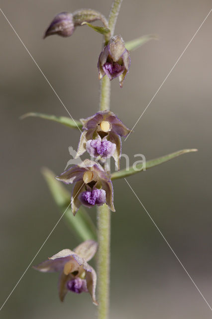 Dark-red Helleborine (Epipactis atrorubens)