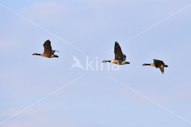 Canada Goose (Branta canadensis)