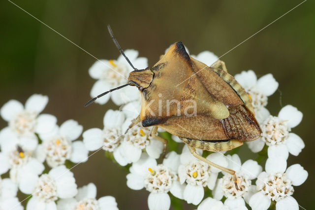 Carpocoris fuscispinus