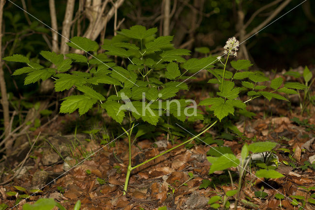 Christoffelkruid (Actaea spicata)