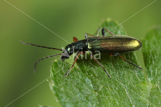 Chrysanthia geniculata