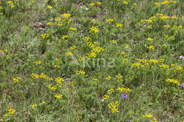 Cypress Spurge (Euphorbia cyparissias)