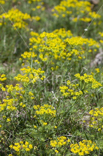 Cypress Spurge (Euphorbia cyparissias)