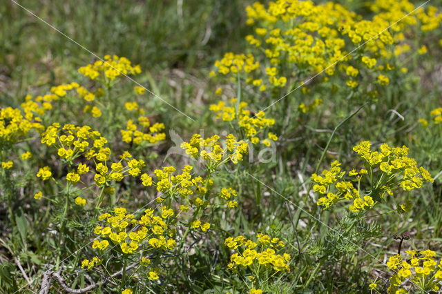 Cypress Spurge (Euphorbia cyparissias)