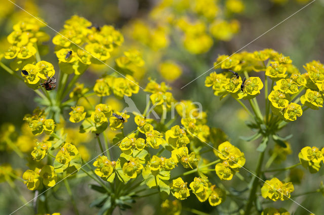 Cypress Spurge (Euphorbia cyparissias)