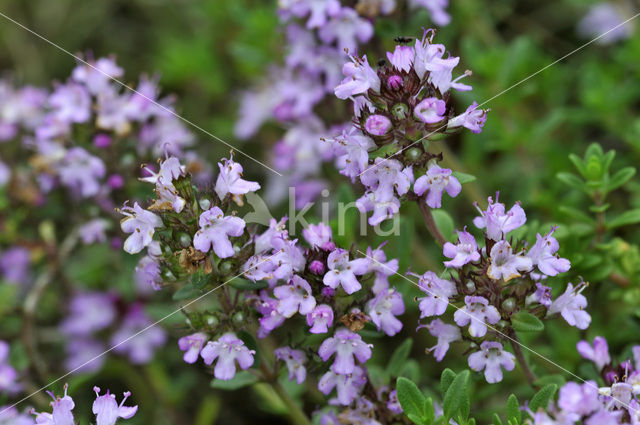 Citroentijm (Thymus x citriodorus)