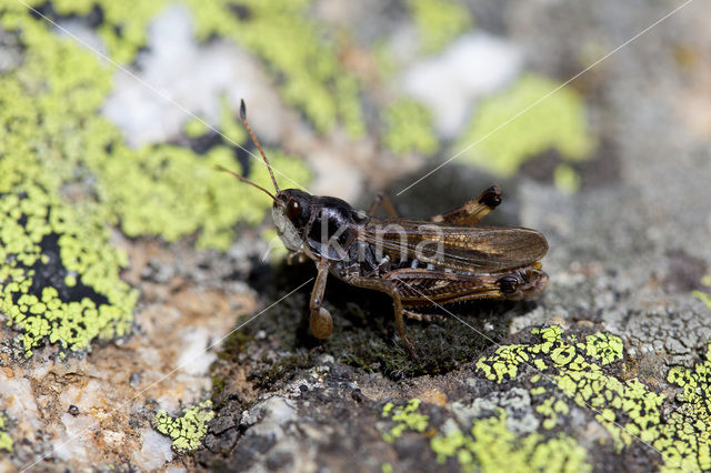 Club-legged Grasshopper