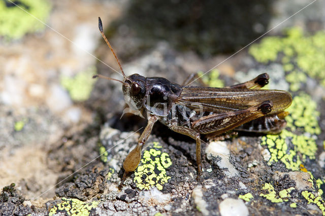 Club-legged Grasshopper