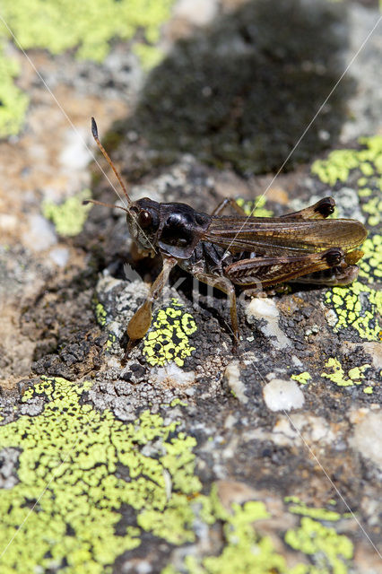 Club-legged Grasshopper