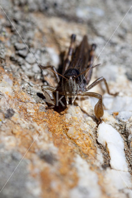 Club-legged Grasshopper