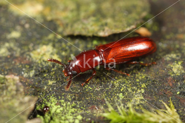 Corticeus unicolor