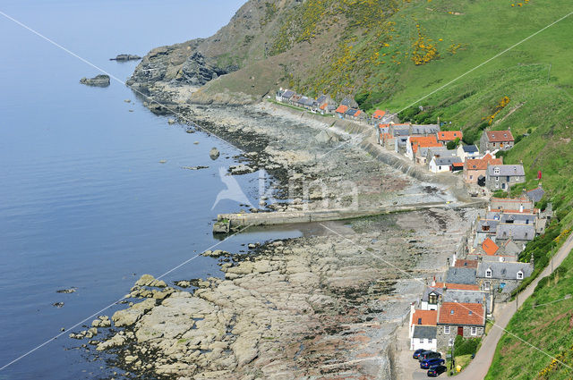 Crovie