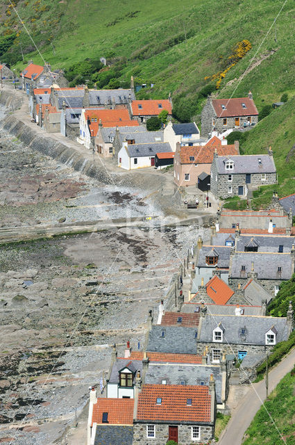 Crovie