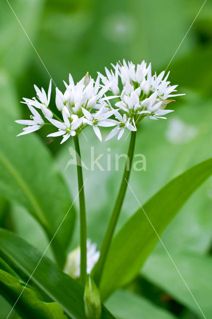 Daslook (Allium ursinum)