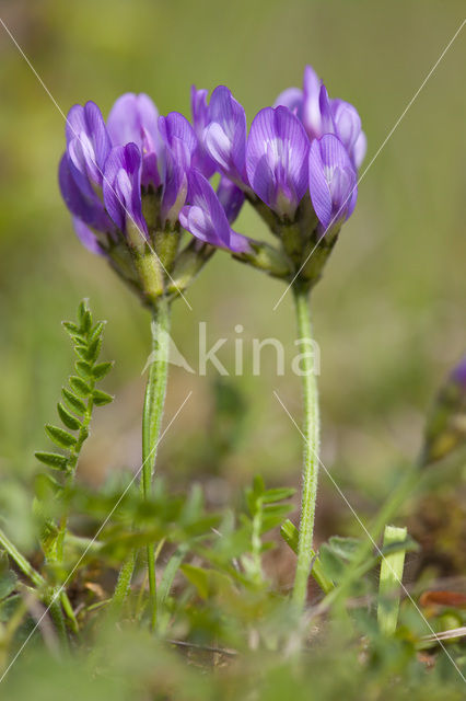 Deense hokjespeul (Astragalus danicus)