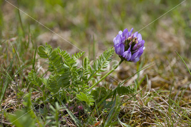 Deense hokjespeul (Astragalus danicus)