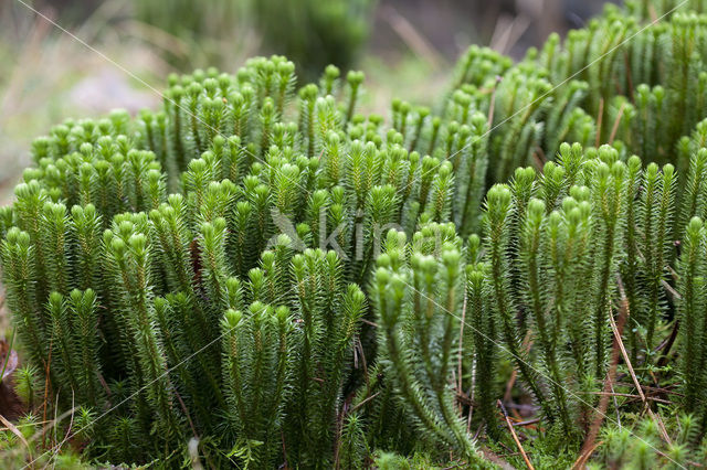 Fir Clubmoss (Huperzia selago)