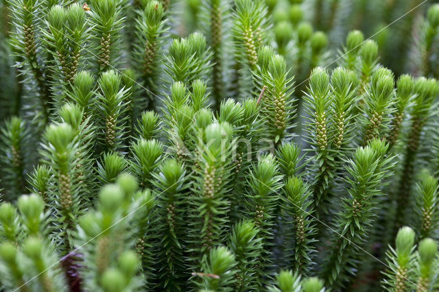 Fir Clubmoss (Huperzia selago)