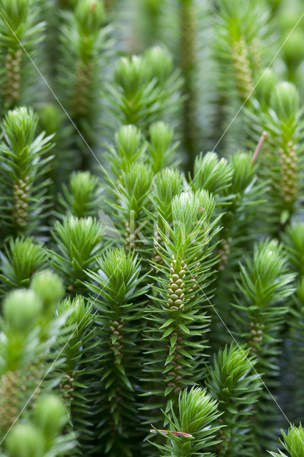 Fir Clubmoss (Huperzia selago)