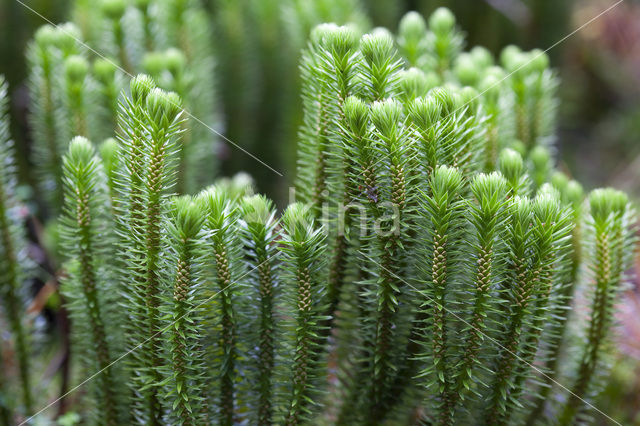 Fir Clubmoss (Huperzia selago)