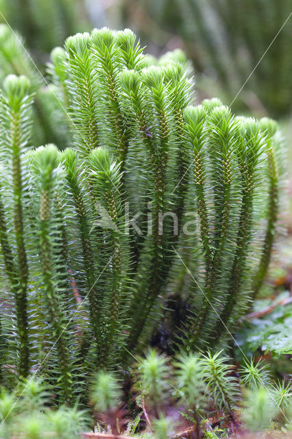 Fir Clubmoss (Huperzia selago)