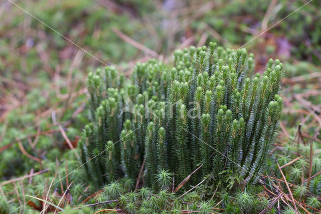 Fir Clubmoss (Huperzia selago)