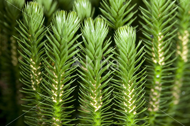 Fir Clubmoss (Huperzia selago)