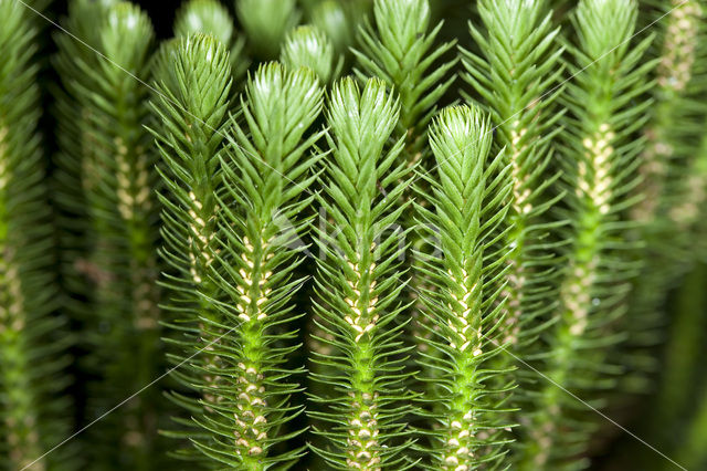 Fir Clubmoss (Huperzia selago)