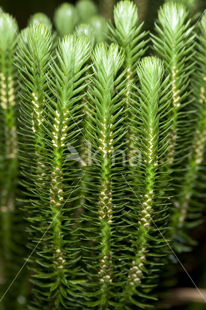 Fir Clubmoss (Huperzia selago)