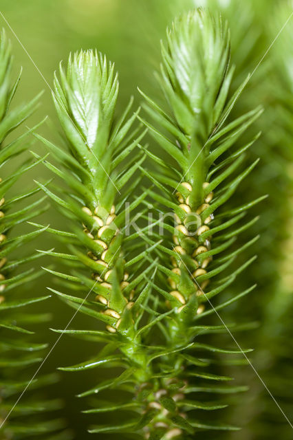 Fir Clubmoss (Huperzia selago)