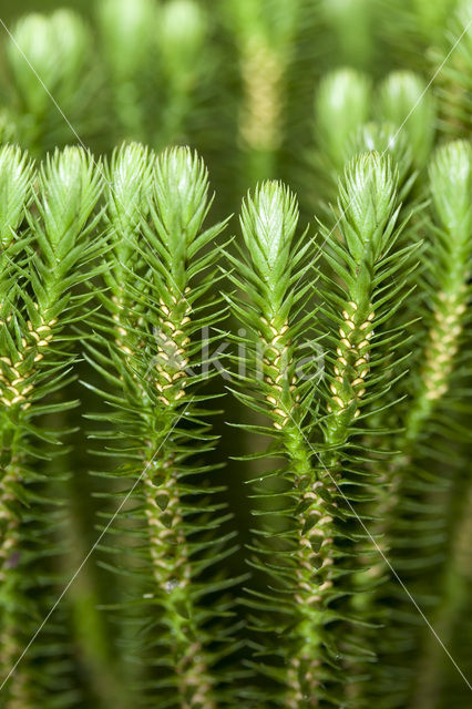 Fir Clubmoss (Huperzia selago)