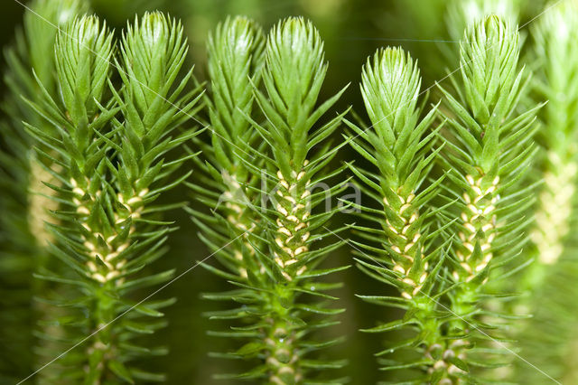 Fir Clubmoss (Huperzia selago)