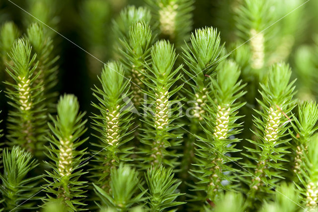 Fir Clubmoss (Huperzia selago)