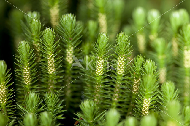 Fir Clubmoss (Huperzia selago)