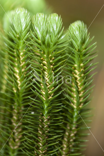 Fir Clubmoss (Huperzia selago)