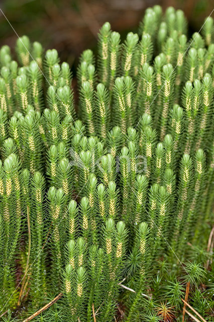 Fir Clubmoss (Huperzia selago)