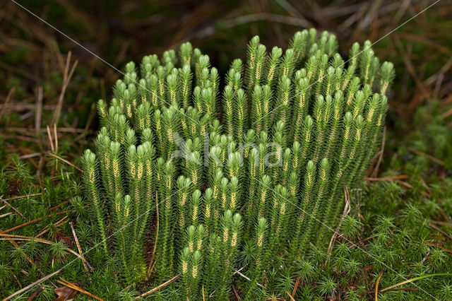 Fir Clubmoss (Huperzia selago)