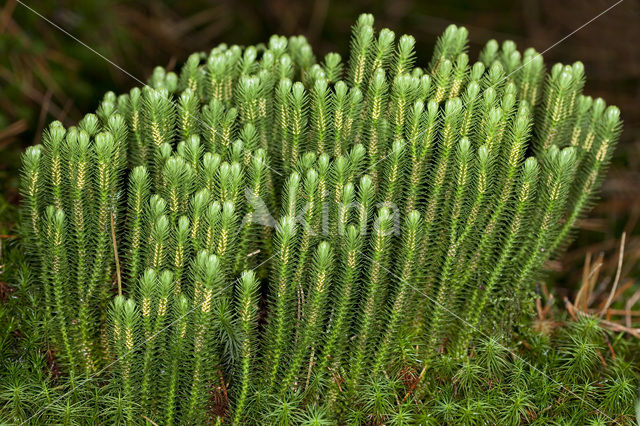 Fir Clubmoss (Huperzia selago)