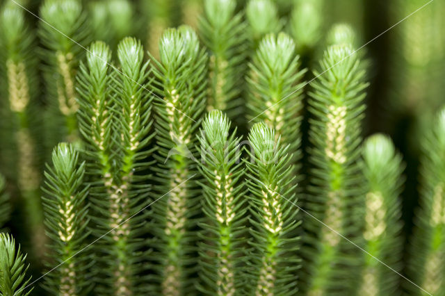 Fir Clubmoss (Huperzia selago)