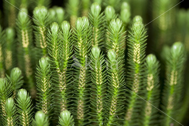 Fir Clubmoss (Huperzia selago)