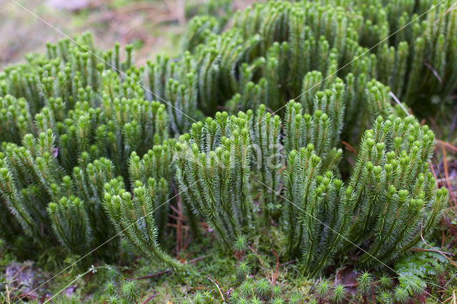 Fir Clubmoss (Huperzia selago)